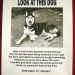 Look at this dog