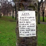 Lost